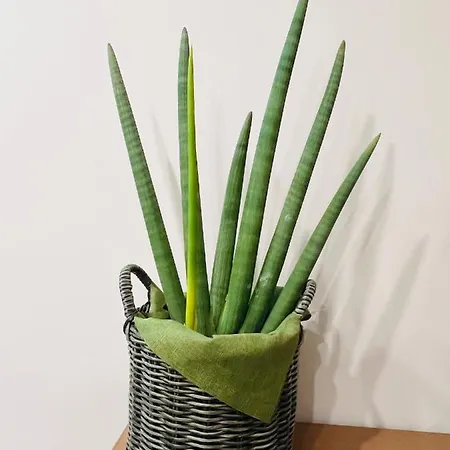 Διαμέρισμα Adream *