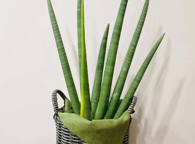 Appartement Adream *